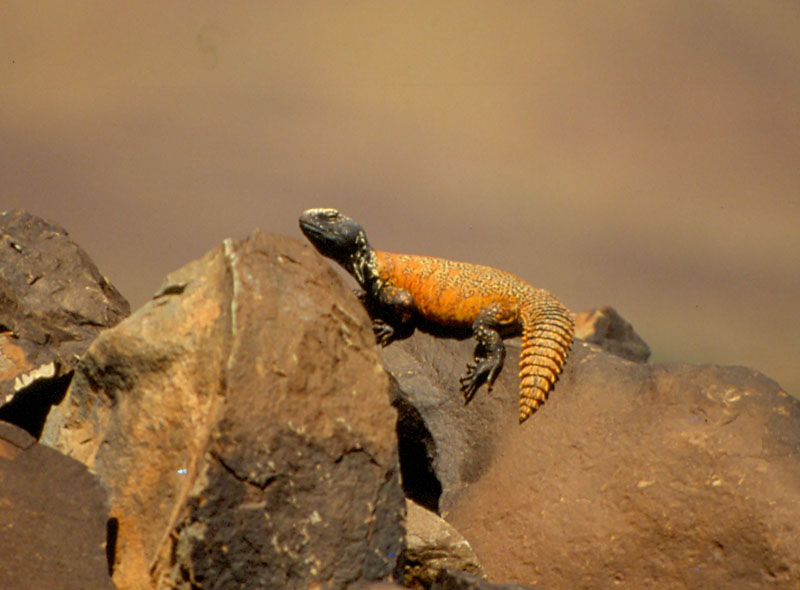 Uromastyx acanthinurus ?